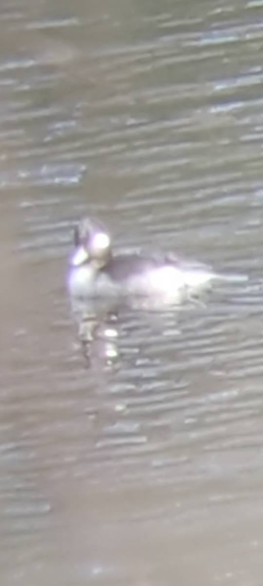 Bufflehead - ML611551181