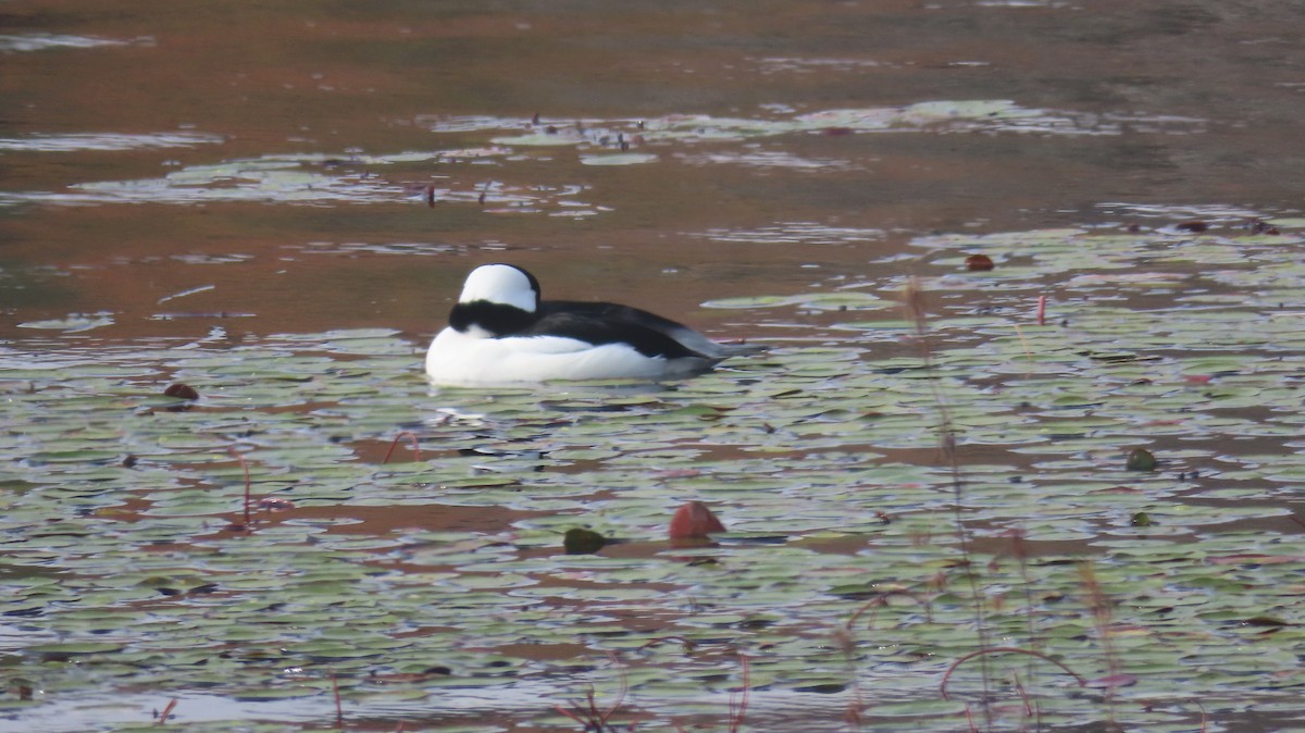 Bufflehead - Susan Talburt