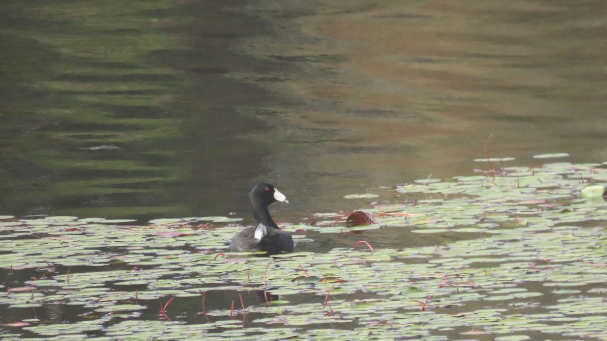 American Coot - ML611551288