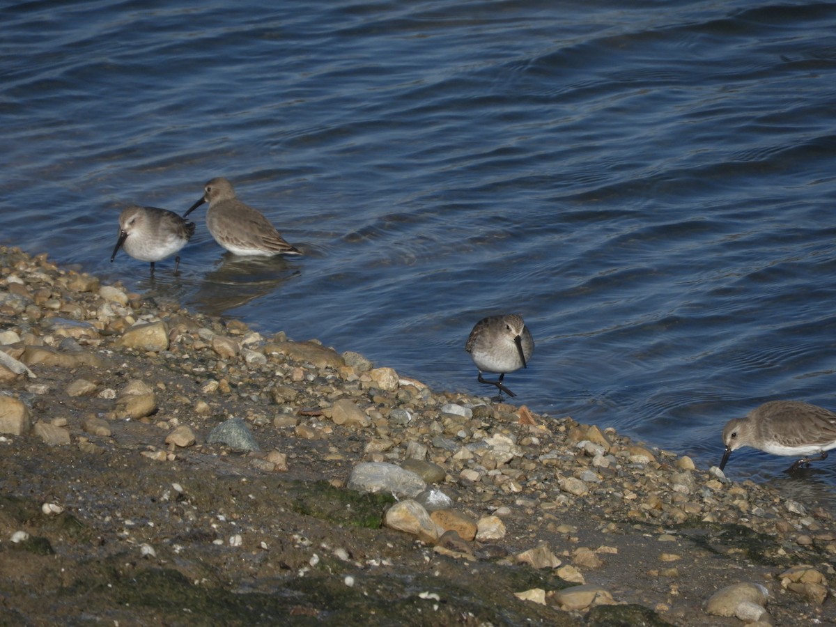 Dunlin - ML611551325