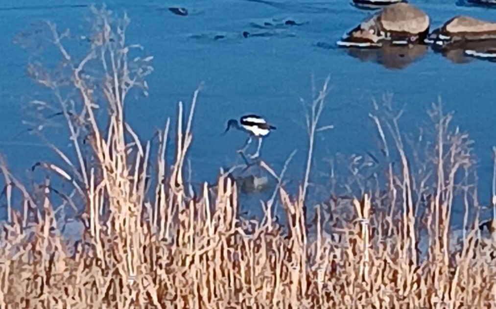 American Avocet - ML611551326