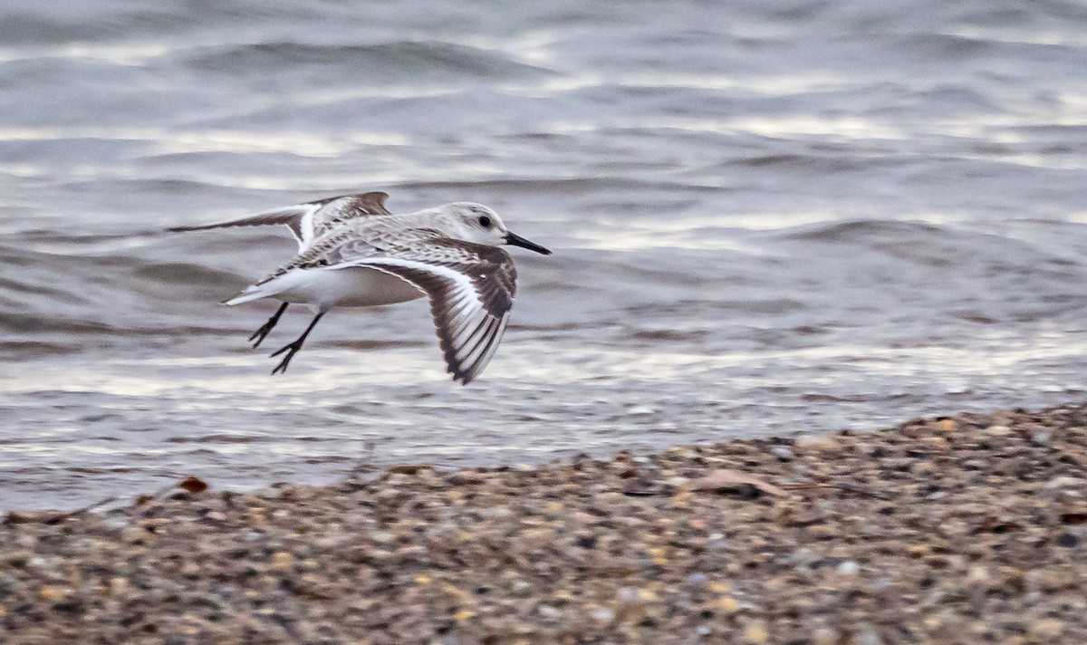 Bécasseau sanderling - ML611551333