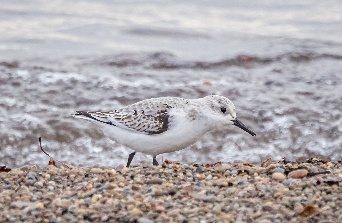 Bécasseau sanderling - ML611551334