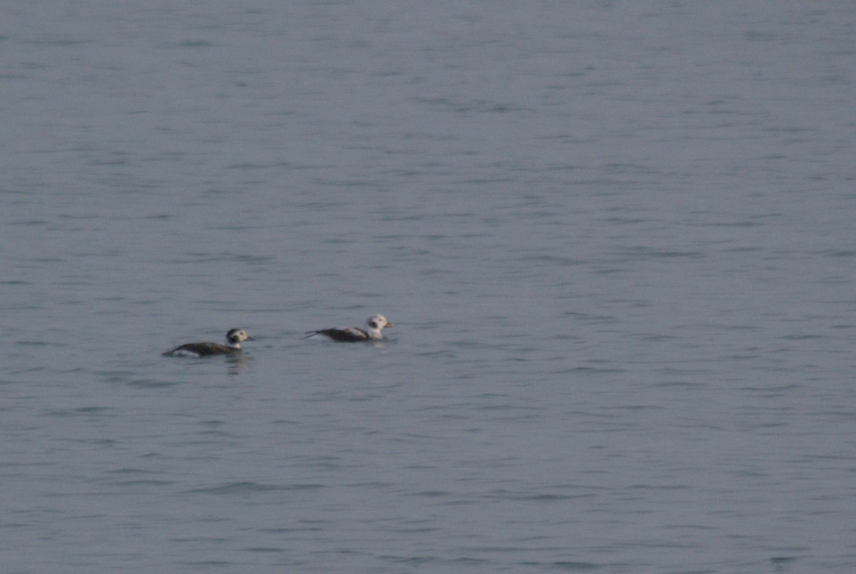 Long-tailed Duck - ML611551369
