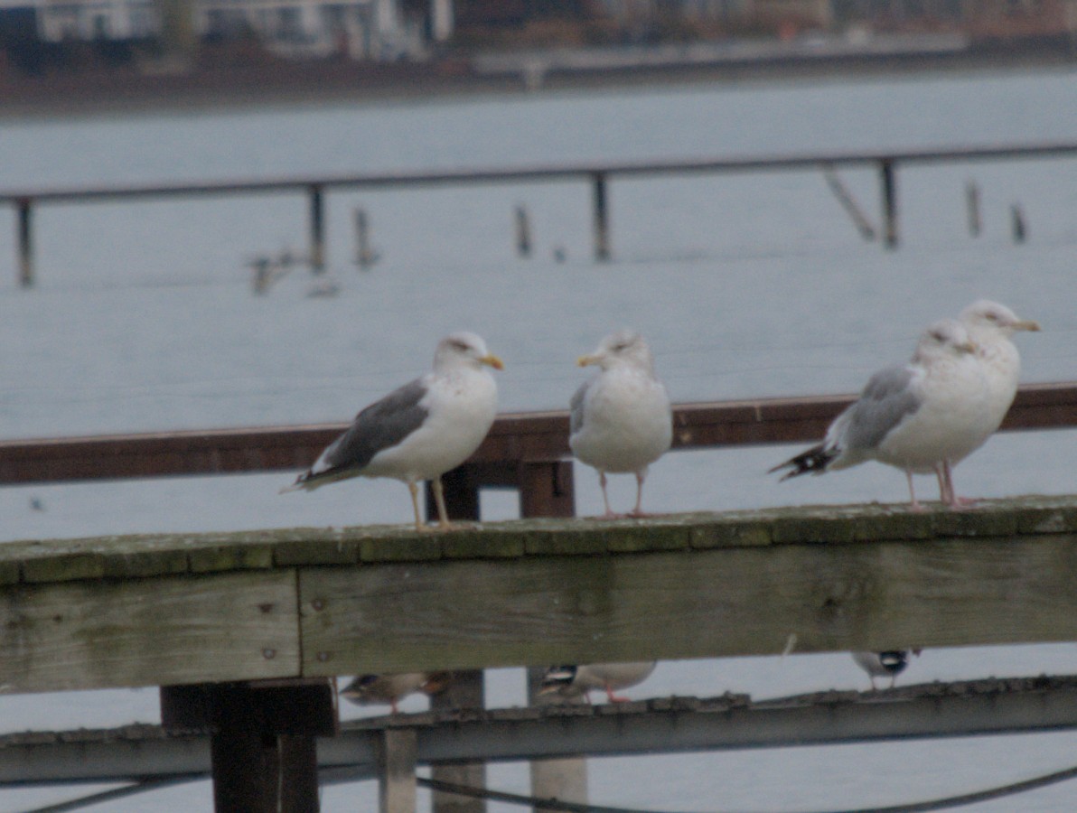 Lesser Black-backed Gull - ML611551381