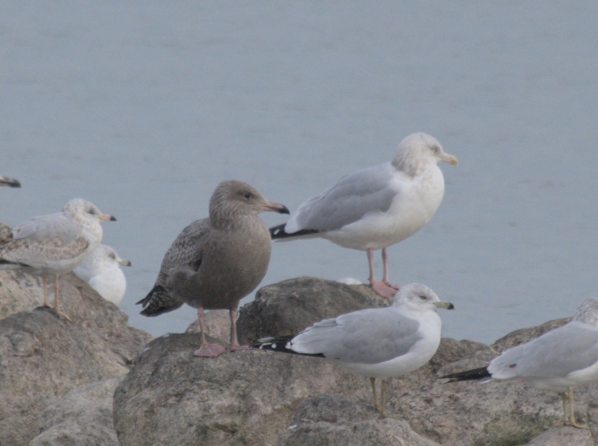 American Herring Gull - ML611551390
