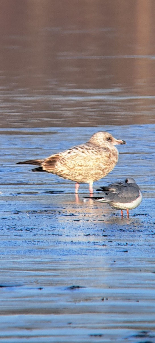 goéland ou mouette sp. - ML611551430