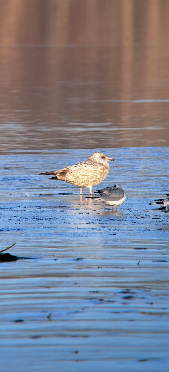 goéland ou mouette sp. - ML611551431