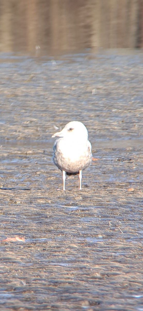 goéland ou mouette sp. - ML611551432