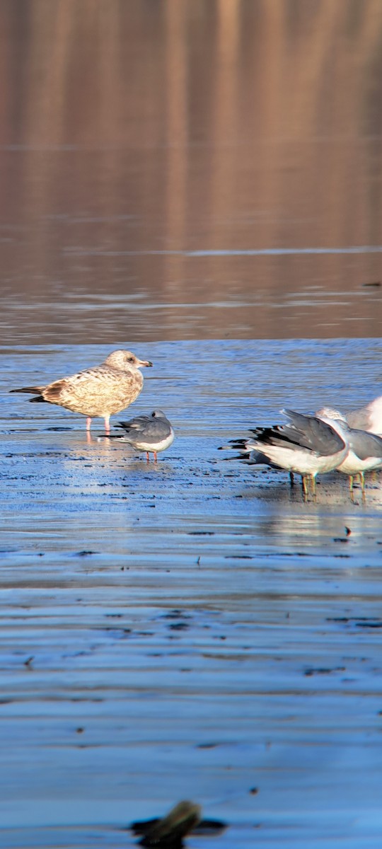 goéland ou mouette sp. - ML611551433