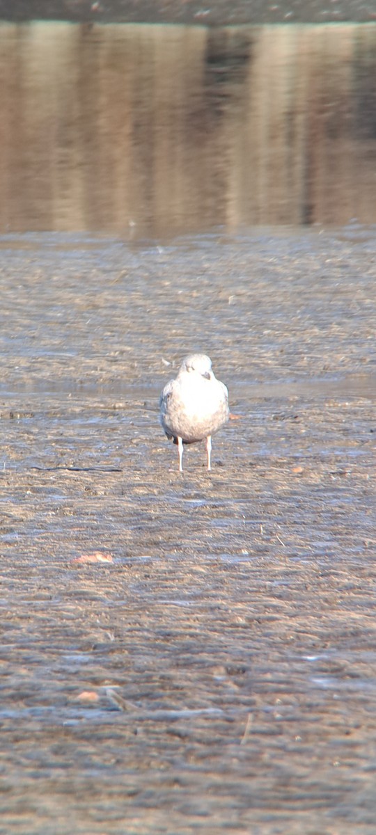 goéland ou mouette sp. - ML611551435