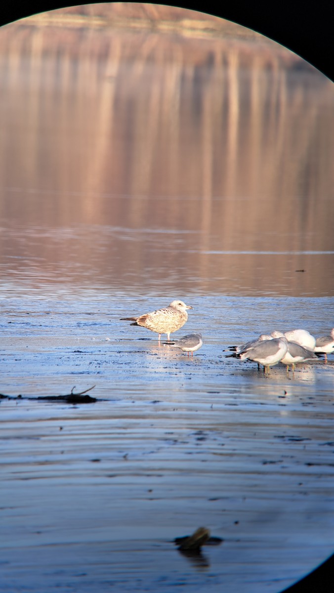 goéland ou mouette sp. - ML611551436