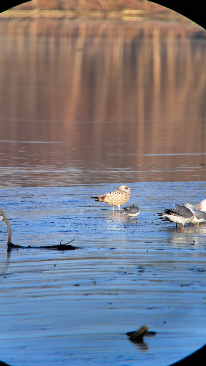 goéland ou mouette sp. - ML611551437