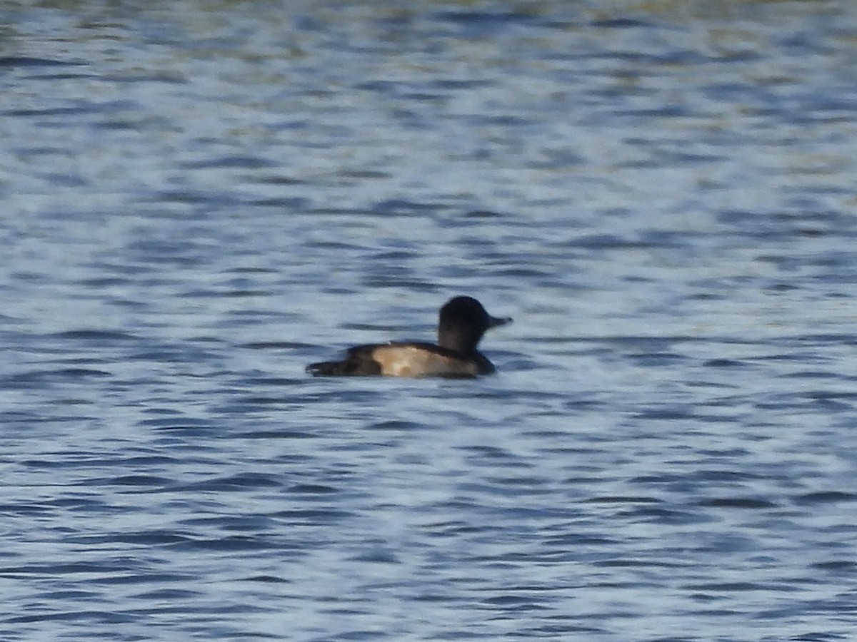 Lesser Scaup - ML611551444