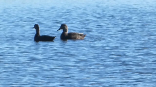 American Black Duck - ML611551509