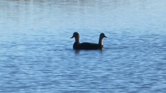 American Black Duck - ML611551512