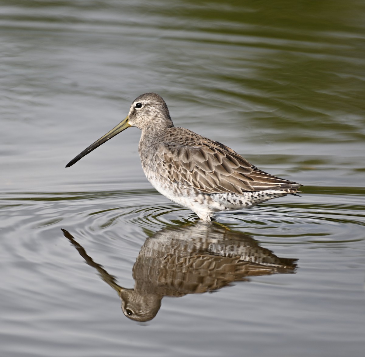Long-billed Dowitcher - ML611551526