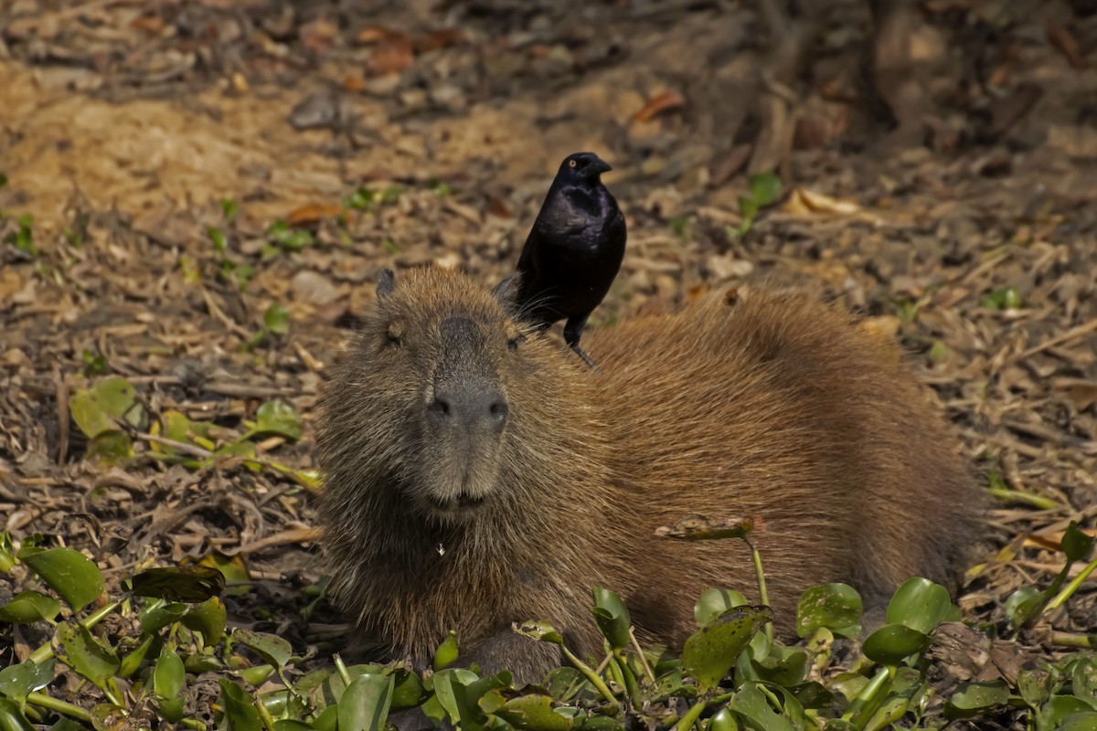 Giant Cowbird - Antonio Rodriguez-Sinovas