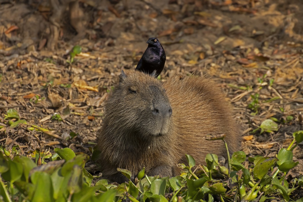 Giant Cowbird - Antonio Rodriguez-Sinovas
