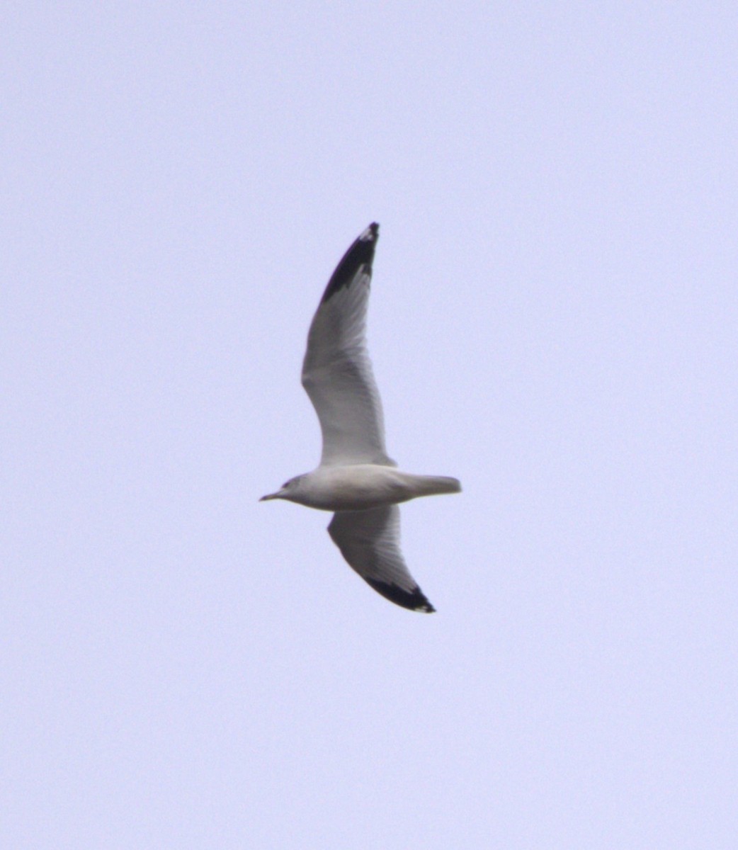 Ring-billed Gull - ML611551611