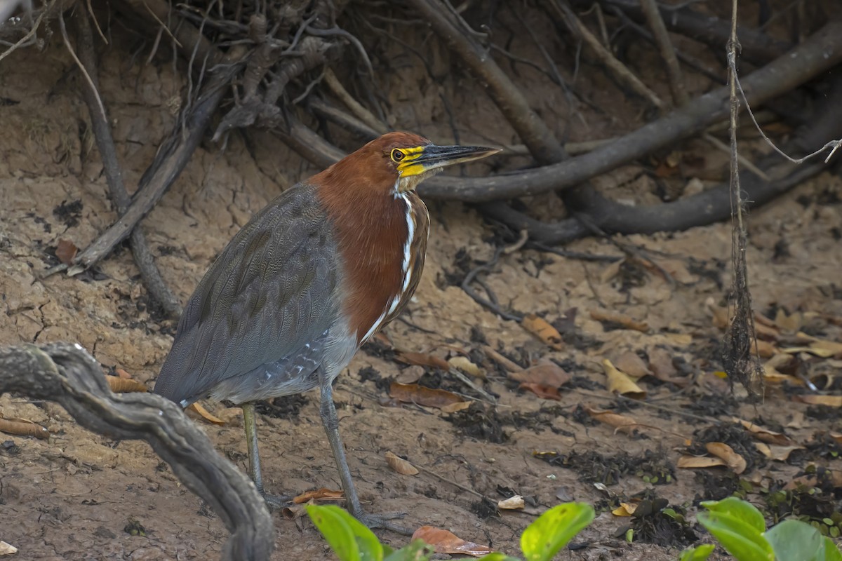Rufescent Tiger-Heron - Antonio Rodriguez-Sinovas