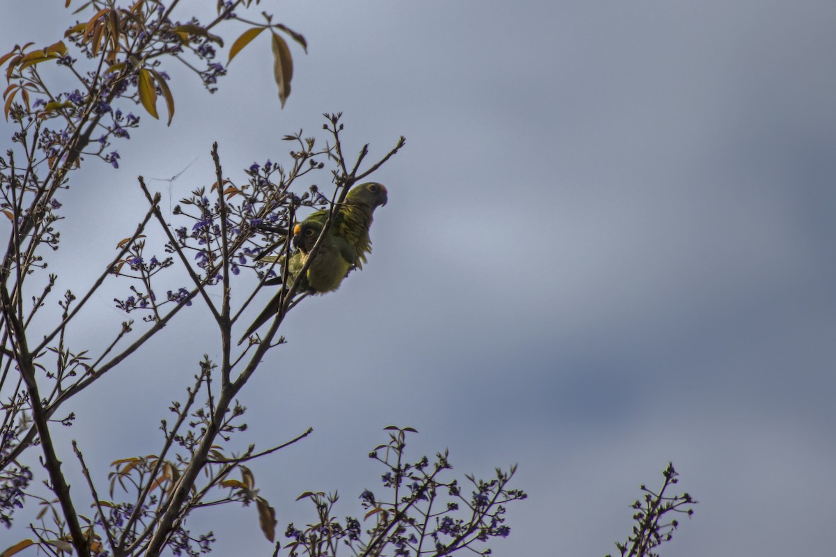 Peach-fronted Parakeet - Antonio Rodriguez-Sinovas