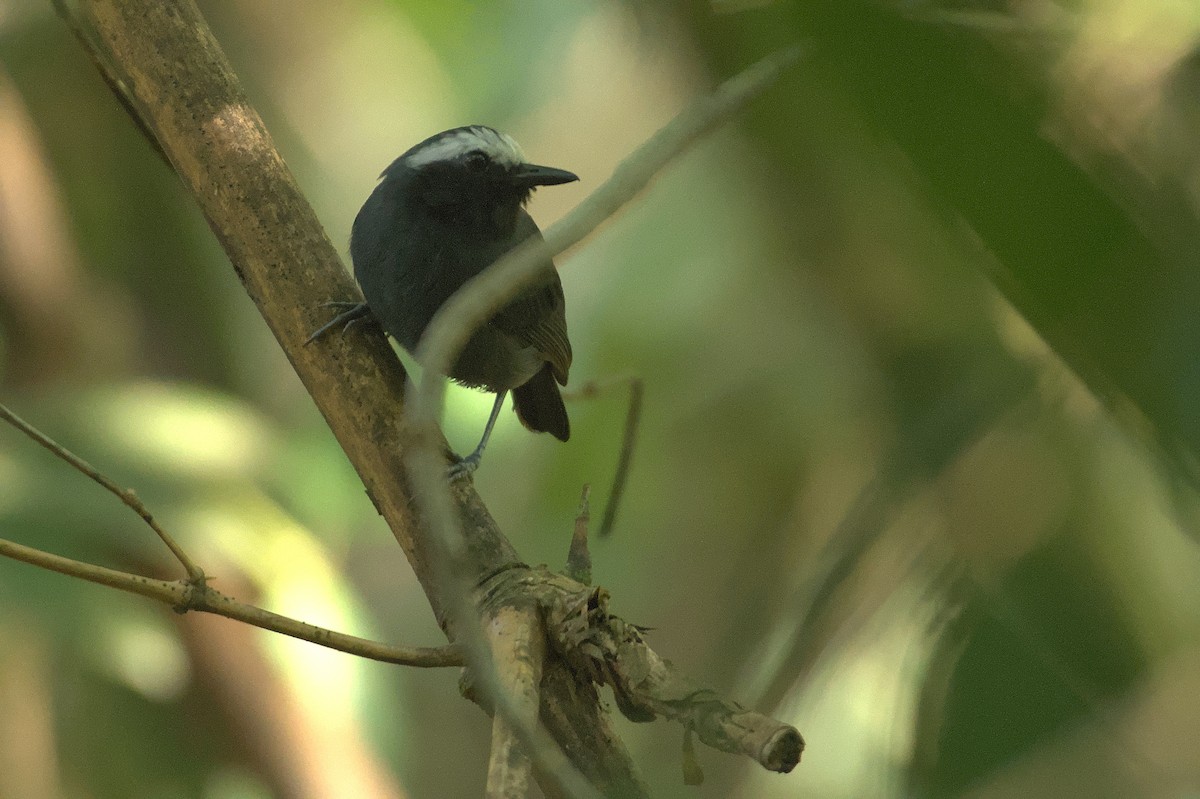 White-browed Antbird - ML611551653