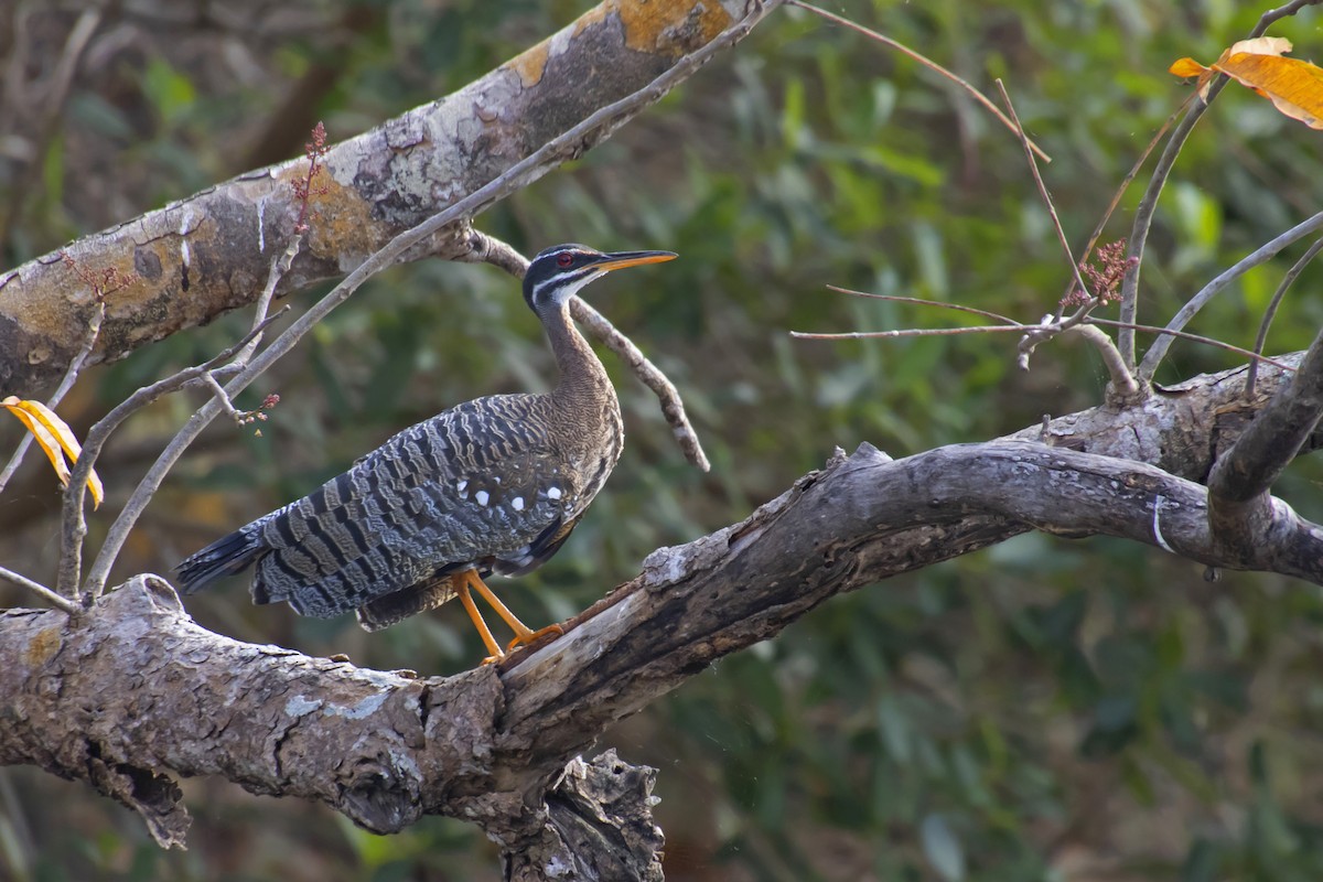 Sunbittern - Antonio Rodriguez-Sinovas