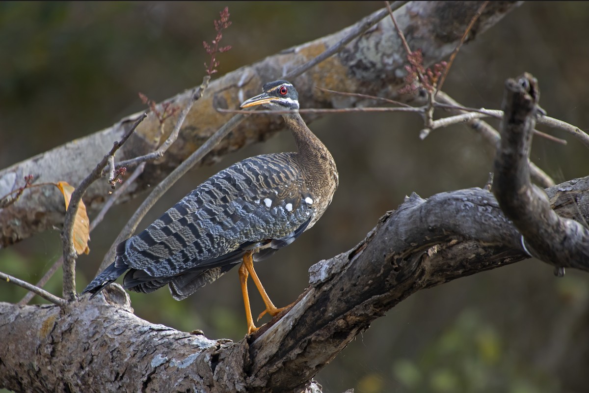 Sunbittern - Antonio Rodriguez-Sinovas