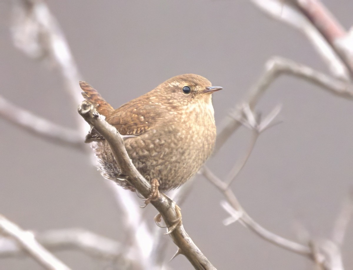 Winter Wren - ML611551678