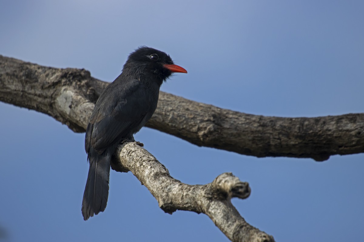 Black-fronted Nunbird - Antonio Rodriguez-Sinovas