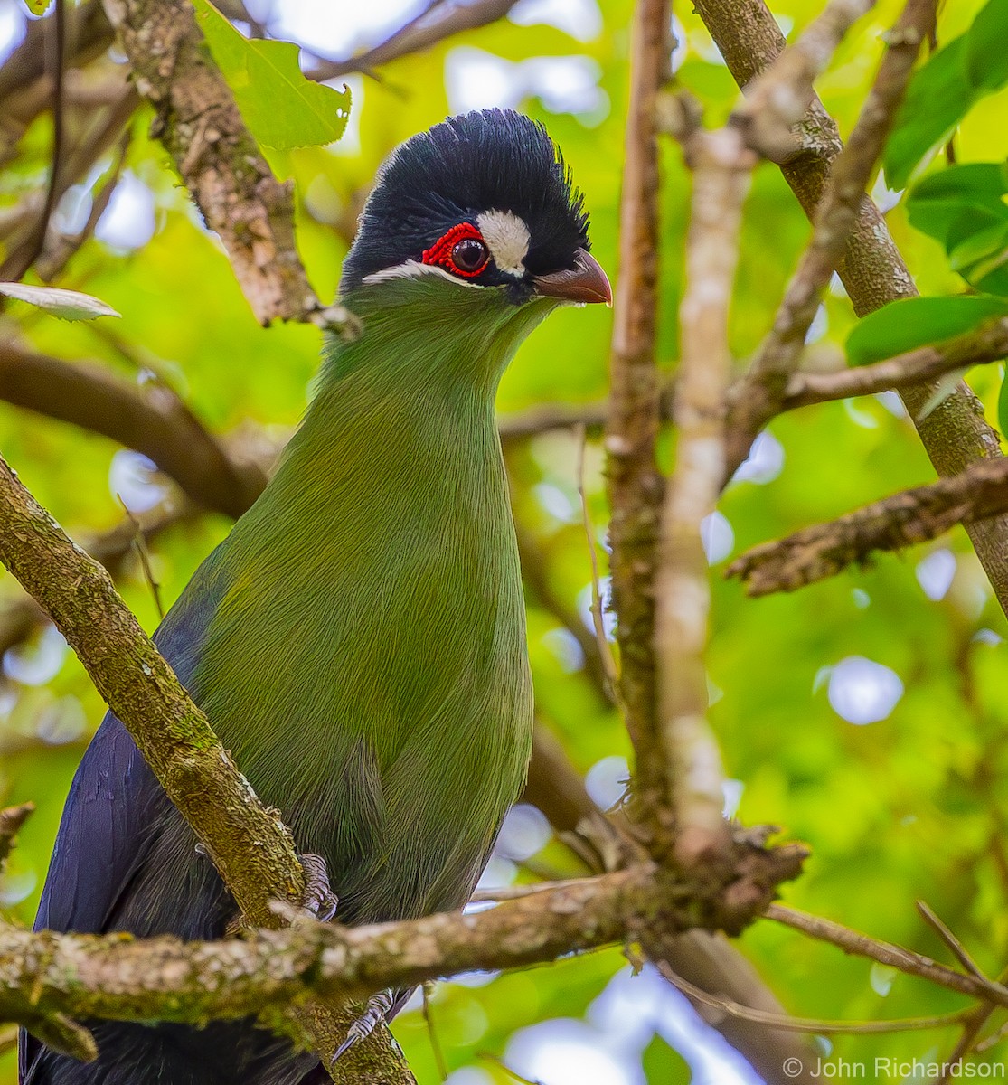 Hartlaub's Turaco - ML611551709