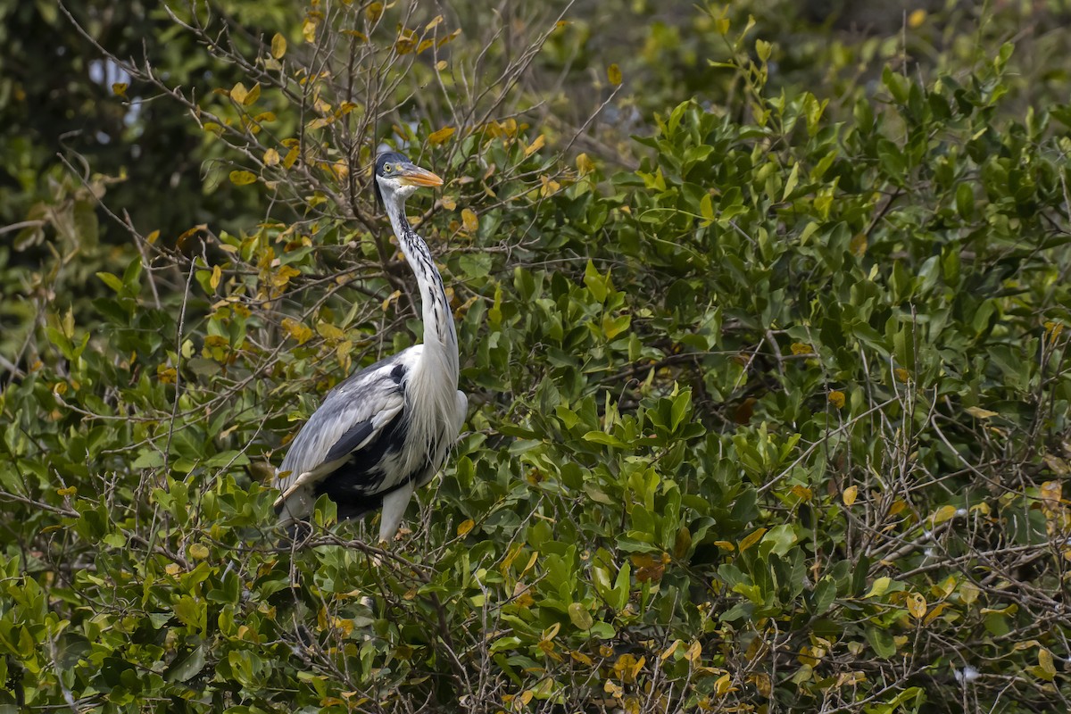 Cocoi Heron - Antonio Rodriguez-Sinovas