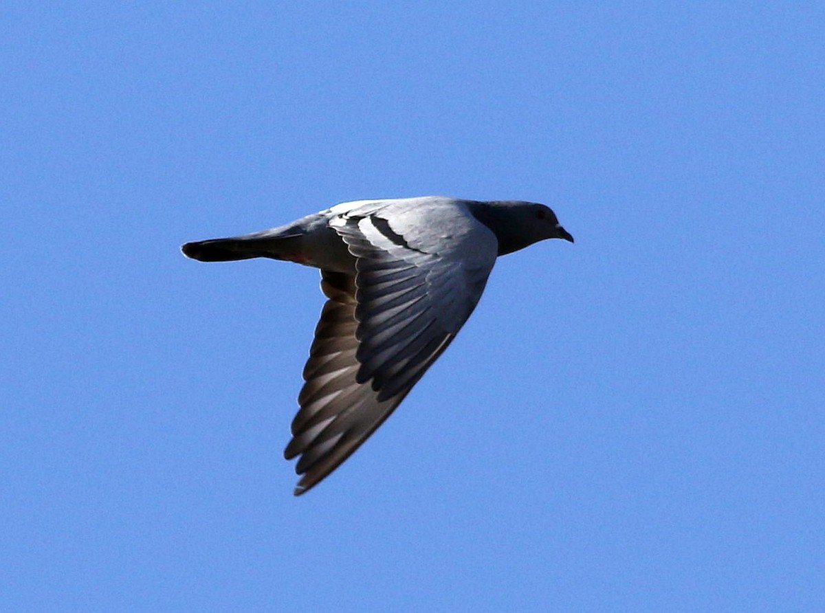 Rock Pigeon (Feral Pigeon) - Miguel García