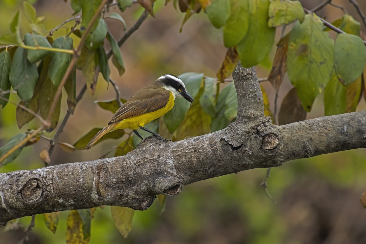 Great Kiskadee - Antonio Rodriguez-Sinovas