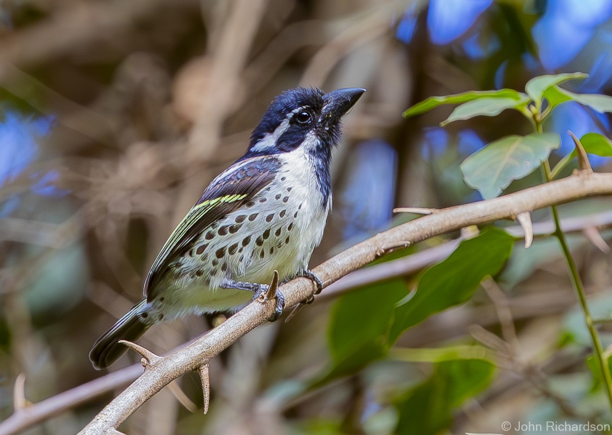 Spot-flanked Barbet - ML611551762