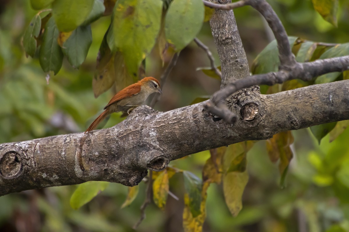 Rusty-backed Spinetail - Antonio Rodriguez-Sinovas