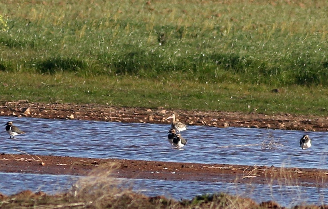 Black-tailed Godwit - Miguel García