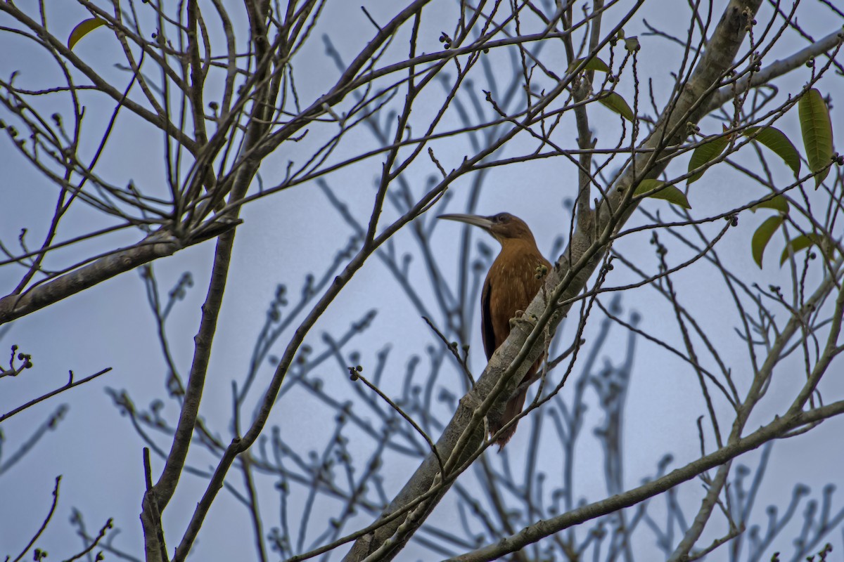 Great Rufous Woodcreeper - Antonio Rodriguez-Sinovas