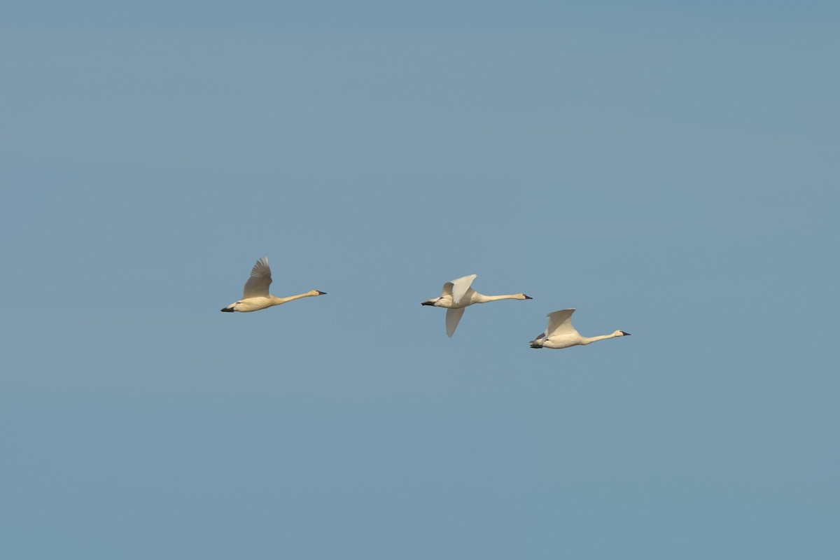 Tundra Swan - Mark Montazer