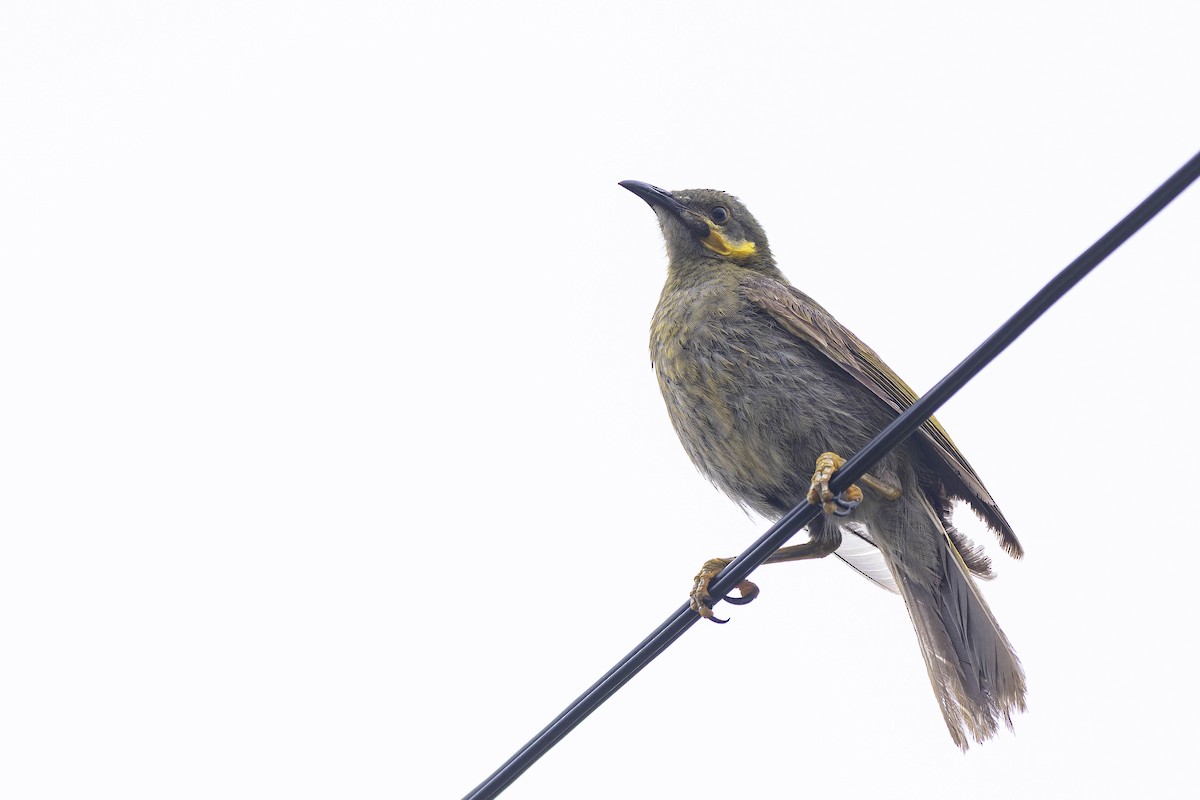 Eastern Wattled-Honeyeater - ML611551859