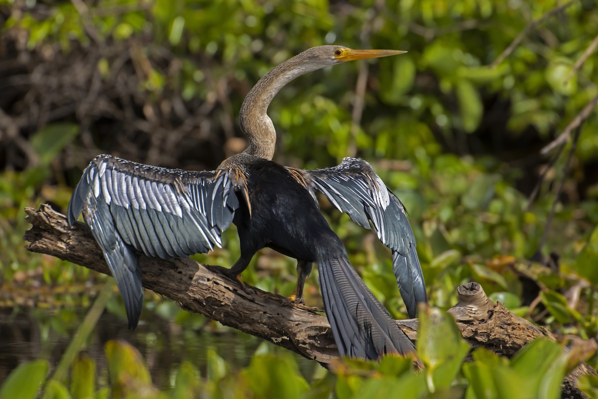 Anhinga - Antonio Rodriguez-Sinovas