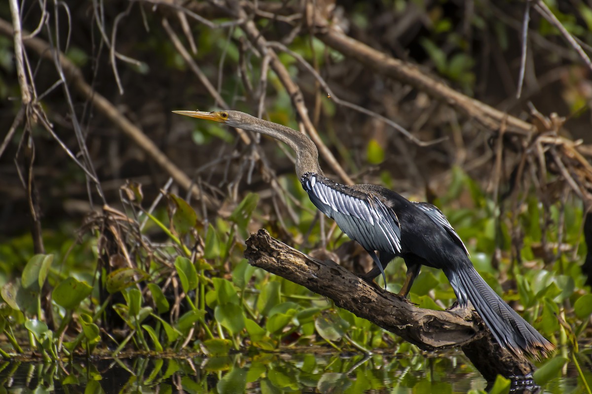 Anhinga - Antonio Rodriguez-Sinovas