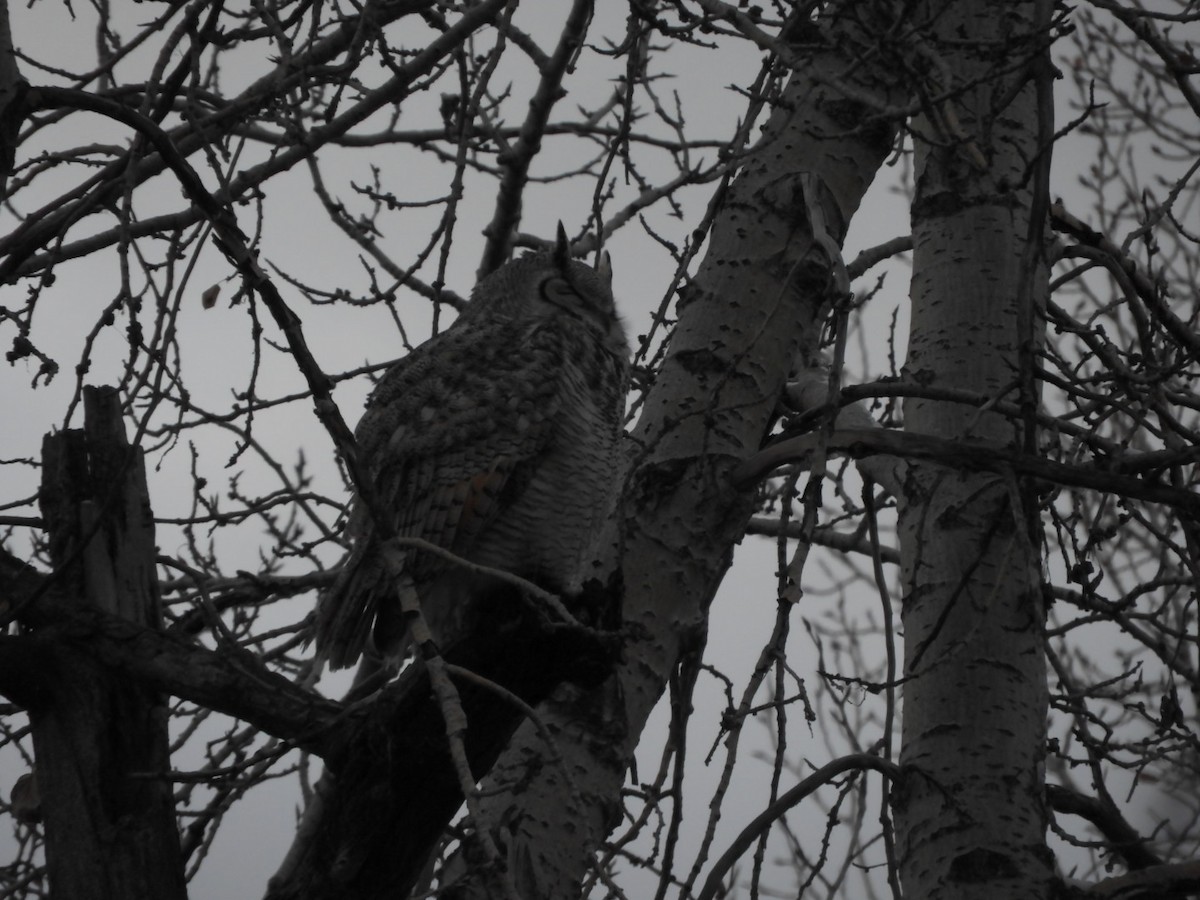 Great Horned Owl - ML611551877