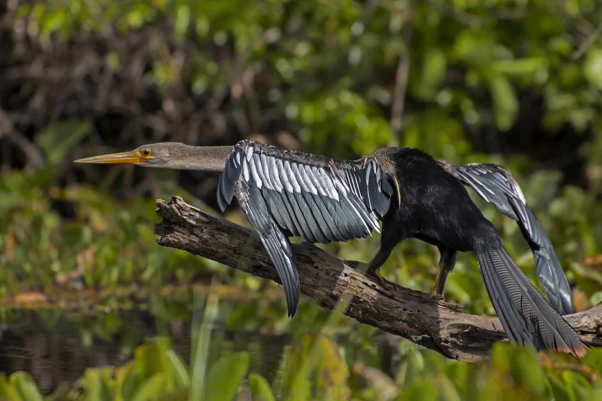 Anhinga - Antonio Rodriguez-Sinovas