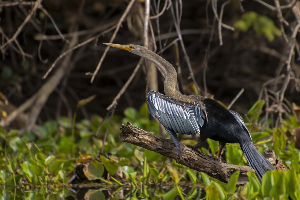 Anhinga - Antonio Rodriguez-Sinovas