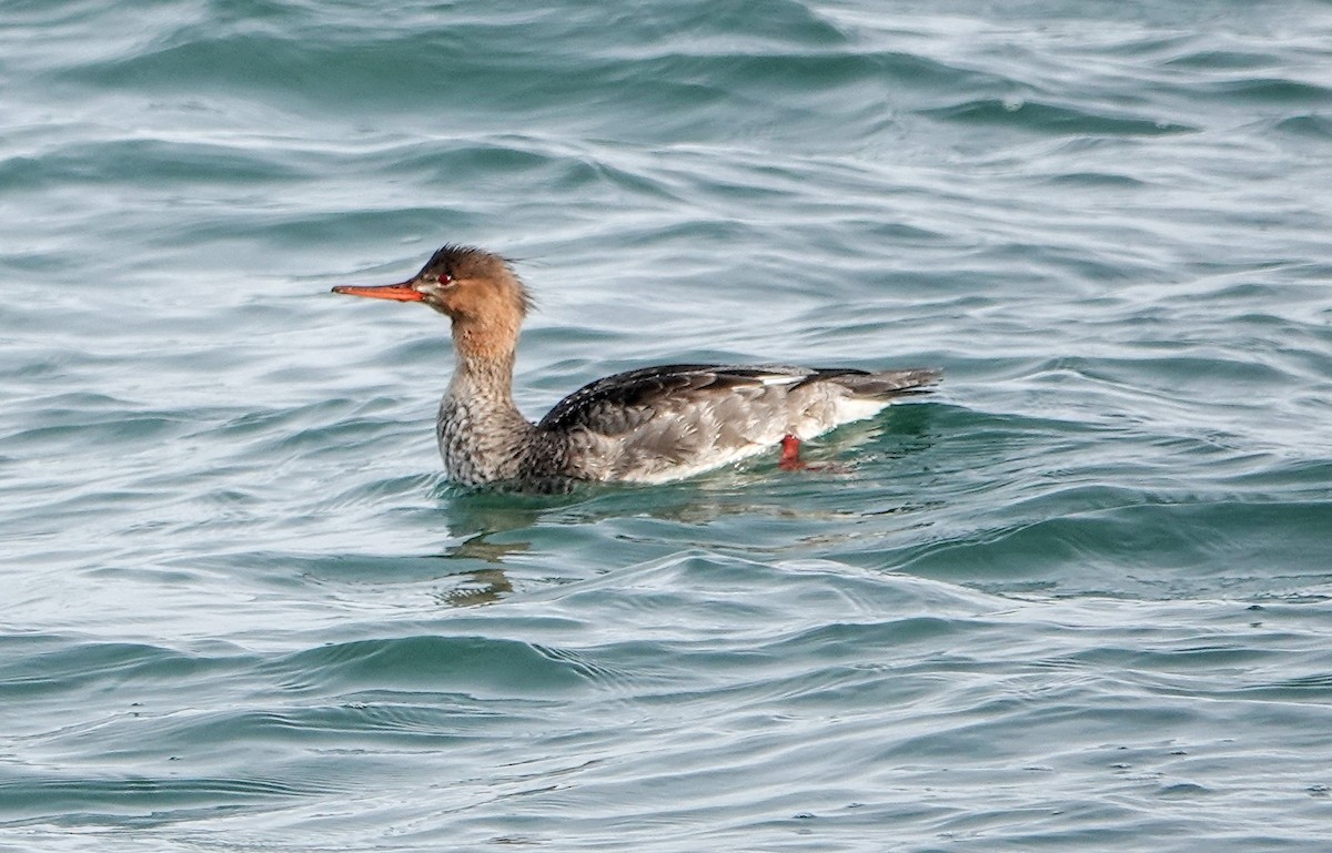 Red-breasted Merganser - ML611551929