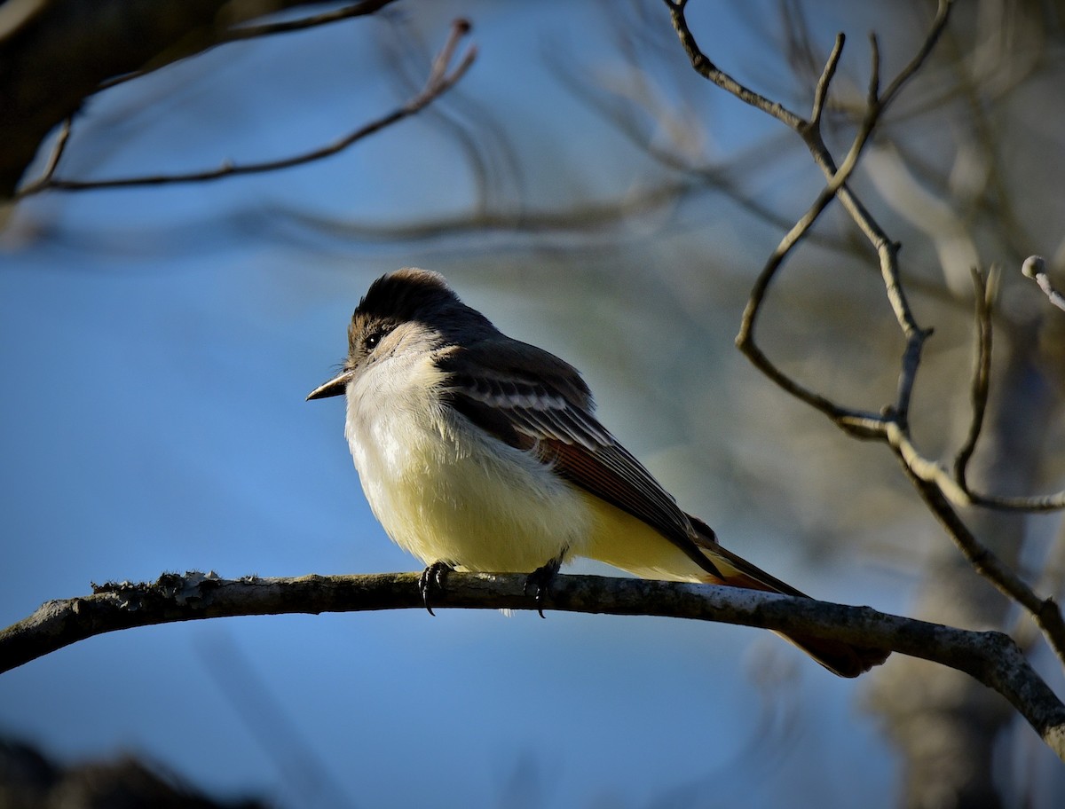 Ash-throated Flycatcher - ML611551931