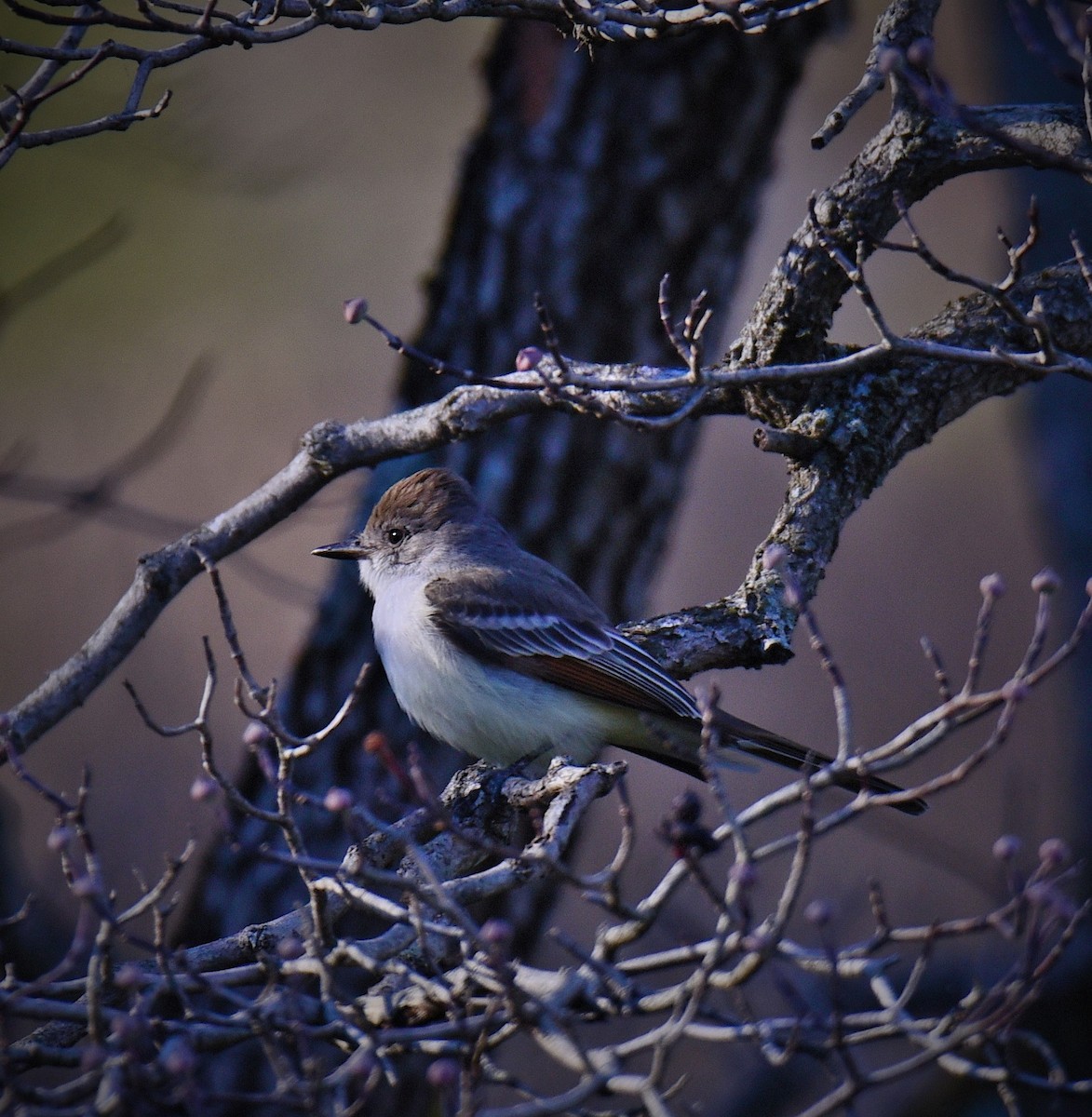 Ash-throated Flycatcher - ML611551932