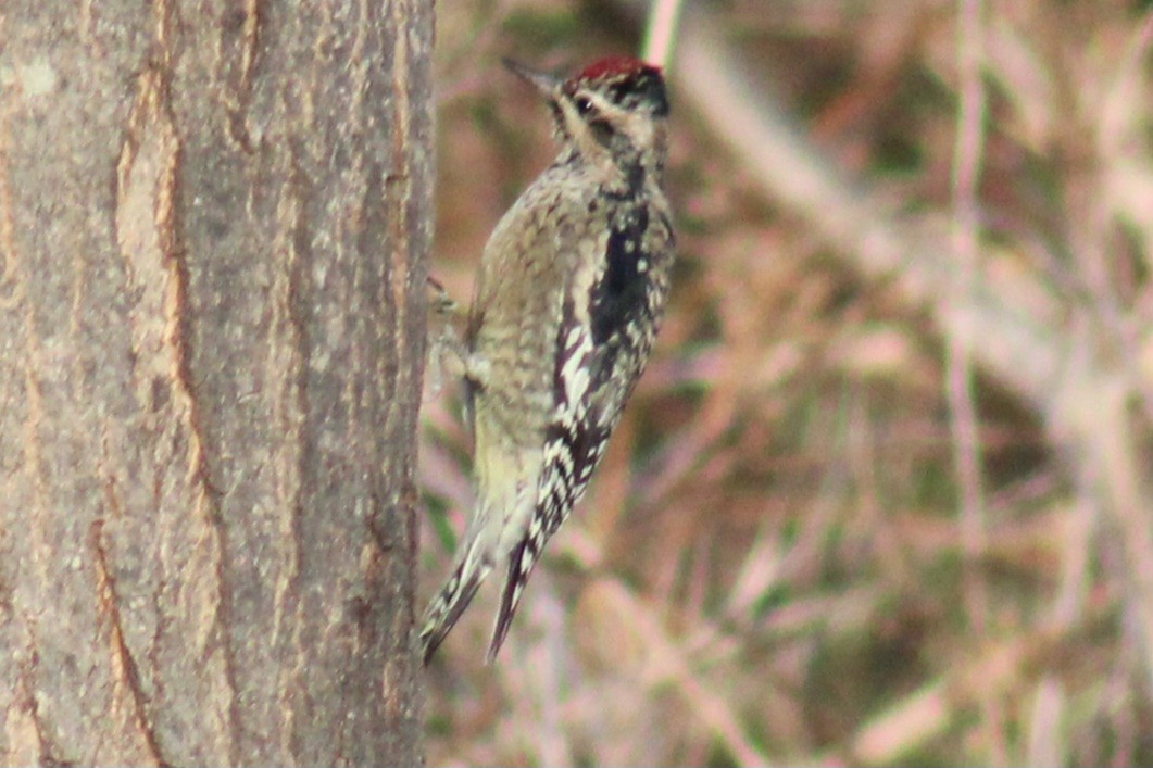 Yellow-bellied Sapsucker - Samuel Harris